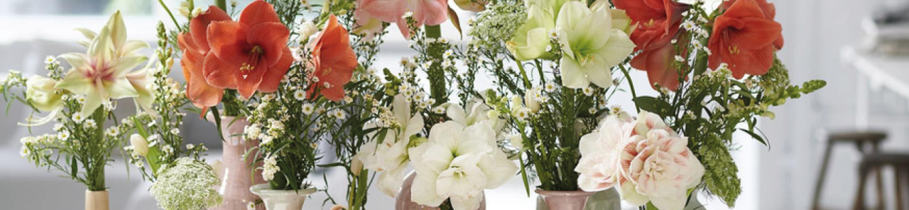 Amaryllis Online - Header - Home